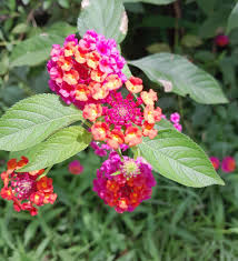 Image result for Lindernia conferta