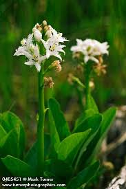 Image result for Menyanthaceae