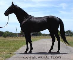 From german horses with very hard to pronounce names to american horses that are almost extinct, here are the most beautiful horses in the world. Arim Akhal Teke Akhal Teke Akhal Teke Horses Horses