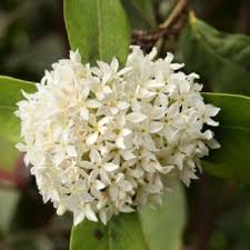 Image result for Acokanthera schimperi