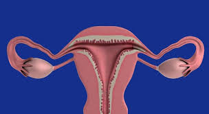 Legrado Uterino Consecuencias Diagnostico Terapias Y Ventajas Unisima Com