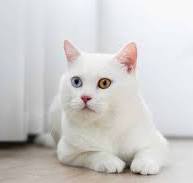 10 datos curiosos sobre los gatos blancos que quizá no sabías