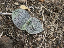 Image result for Ledebouria macowanii