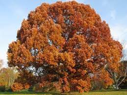 White Oak Tree White Oak Tree Fast Growing Shade Trees Shade Trees