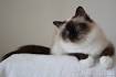 Colours of the Birman Cat - Sunny Queen