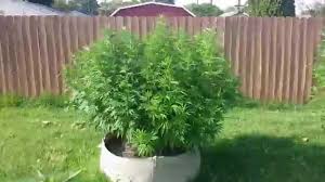 The subtle flavors and aromas created when using mother earth is over whelming to the senses when. Superweedman S Supersoil Showdown Week 7 7 9 2015 Subcool Vs Moonshine Vs Slauson Youtube