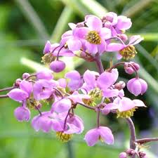 Home > perennials > thalictrum rochebrunianum. Thalictrum Rochebrunianum Dorset Perennials