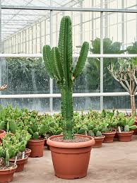 Image result for Euphorbia ingens