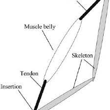 Maybe you would like to learn more about one of these? Simple Structure Of A Skeletal Muscle Consists Of A Muscle Belly And Download Scientific Diagram
