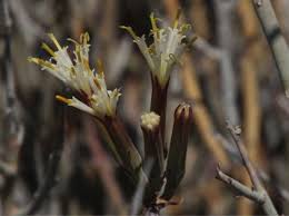 Image result for Kleinia longiflora