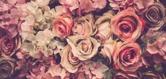 عبارات عن الورد سطور