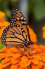 Attract this beauty to your gardens by offering this butterfly is wide spread throughout canada and the united states, including southern alaska and an amazing metamorphosis takes place. Light Lunch Monarch Butterfly Tattoo Monarch Butterfly Butterfly Photos