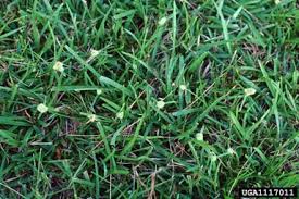 Image result for Kyllinga odorata