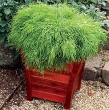 We'll help you figure out which planters work best for indoor plants, hanging plants these planters are perfect for balconies since they provide a lot of surface area for planting while taking up a small amount of space. Best Australian Natives For Pots Small Gardens