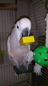 Boucca A Moluccan Cockatoo Available For Adoption At Lazicki S Bird House And Rescue Warwick Ri Lazibirds Org Cockatoo Parrot Rescue Bird