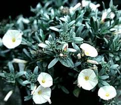 Image result for Convolvulus aschersonii