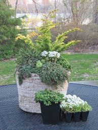 Shop a wide selection of tall outdoor round planters in a variety of colors, materials and styles to fit your home. Northeast Gardening An Elegant Evergreen Container Evergreen Potted Plants Container Gardening Northeast Gardening