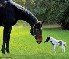 My Really Little Pony Einstein The World S Smallest Stallion Gets Set For First Birthday Pretty Horses Miniature Horse Horses