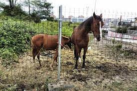How Long Do Horses Live Discover The Answer
