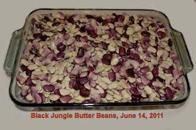Add them to salads, soups, casseroles, or tacos for added protein. Shelled Black Jungle Butter Beans