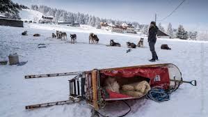 Chiens de traîneaux de la conversaria 06 42 61 26 41. A La Course De Chiens De Traineau Du Lac Blanc Bons Baisers Du Rhin Superieur