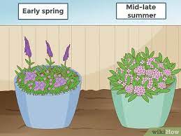 How To Prune A Butterfly Bush 5 Steps With Pictures Wikihow