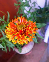 We did not find results for: Flowers Yellow Colour Flowers Beautiful Natural Nature Flowers Pikist