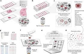 Check spelling or type a new query. Intelligent Image Based In Situ Single Cell Isolation Nature Communications