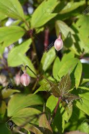 We did not find results for: Pink Himalayan Clematis Flower Buds Latin Name Clematis Montana Stock Photo Picture And Royalty Free Image Image 132533873