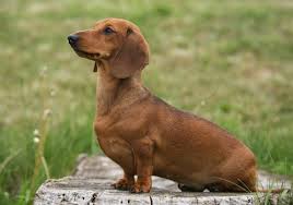 These dogs like to bark (their barks are surprisingly loud for their size) and are compulsive diggers. Miniature Dachshund Dog Breed Information Temperament Health