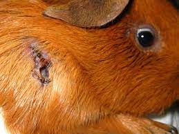 Help My Guinea Pig Has An Abscess
