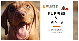 This program will allow us to focus on rescue and rehabilitation efforts, rather than spending valuable time fundraising. Puppies And Pints Hyp