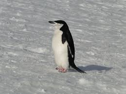The chinstrap penguin lives around the south sandwich islands, south orkeys, bouvet island, balleny, south shetland, and antarctica. Pin On Penguins
