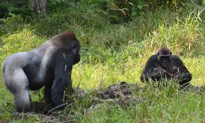 First Twins Born To Habituated Gorilla Family In The Central African Republic Western Lowland Gorilla Gorilla African Wildlife
