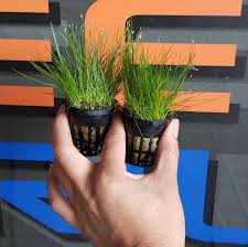 Growing Dwarf Hairgrass | Eleocharis Parvula Care & Info