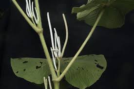 Image result for Piper umbellatum