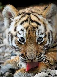 Sweet Sweeter Baby Tiger By Woxys Animals Animals Beautiful Tiger Pictures