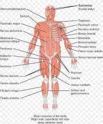 This muscle diagram is interactive: Human Body Skeletal Muscle Human Skeleton Anatomy Png 1222x1476px Watercolor Cartoon Flower Frame Heart Download Free
