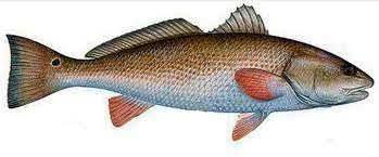 Learn The Perfect Bait To Catch Redfish Red Fish Fish Redfish Art