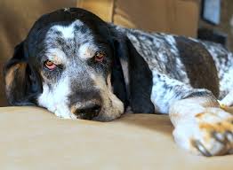 A character or person depicted has red colored hair. 5 Things To Know About Bluetick Coonhounds