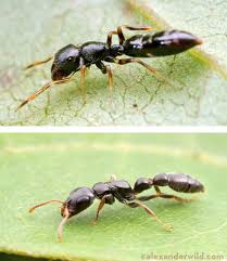 this is not an ant ants bugs and insects jumping spider