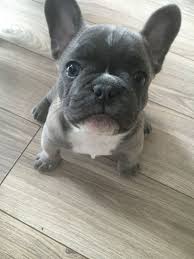 The lilac french bulldog has similar characteristics to the typical french bulldog. Pedigree Lilac French Bulldog Blue Eyes Poole Dorset Pets4homes
