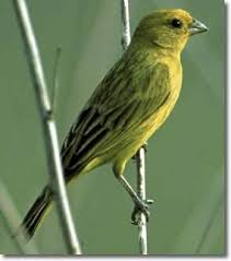 Canario Da Terra O Que Come Canario Da Terra Canario Da Horta Canario Da Telha Canario Do Campo Chapinha Canario Do Chao Coroinha O Canarios Passaros Brasileiros Passaros Silvestres