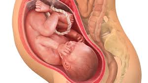 Innhold hva kan du forvente når babyen din er ni uker gammel? 38 Uker Gravid Babyverden No