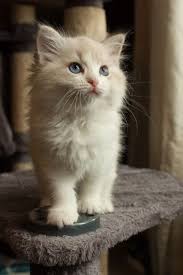 white kitten on a chair cats and kittens https www pinterest com trevorellestad all the cats sevimli kediler evcil hayvanlar guzel kediler