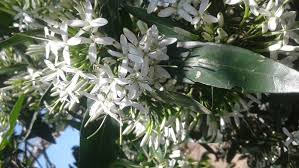 Image result for Pavetta incana