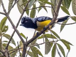 Image result for Tristachya superba