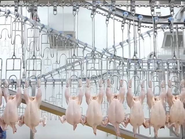 Chinese poultry emerges as a key competitor to Thailand – Asian Agribiz