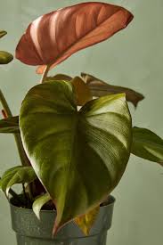 Image result for Filodendron Philodendron