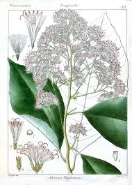 Image result for Monosis